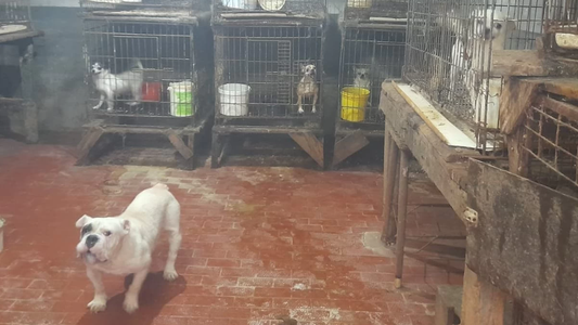 Más de 500 animales fueron rescatados de un criadero clandestino en Adrogué