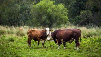 El abigeato encabezó la lista de los delitos rurales en San Fe: se hicieron más de 500 procedimientos en 2021
