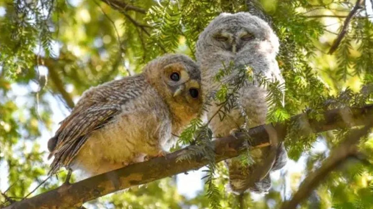 (Foto: Gentileza Wildlife Photographer of the Year) (Foto: Gentileza Wildlife Photographer of the Year)