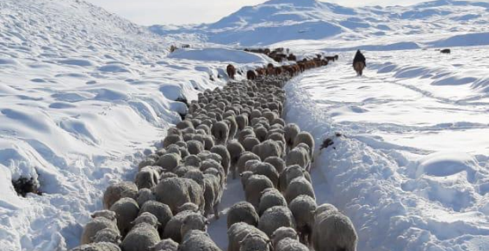 Tras las históricas nevadas, advierten sobre la grave situación del sector ovino y la falta de repuestas