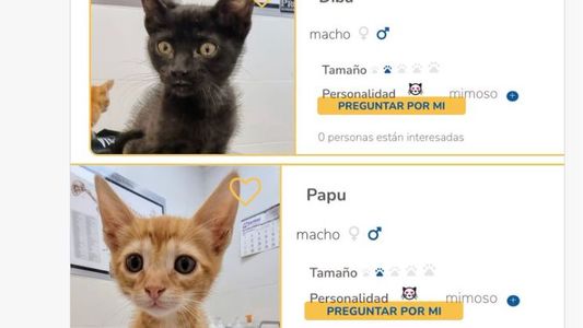 Ponele Scaloneta a todo: regalan gatitos con los nombres de los jugadores de la Selección Argentina