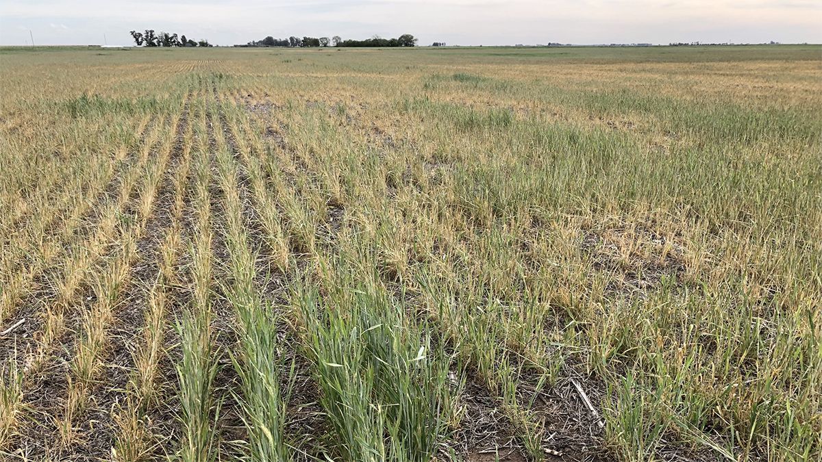 Los rindes en el trigo son un asunto incómodo para los productores a causa de la sequía. 