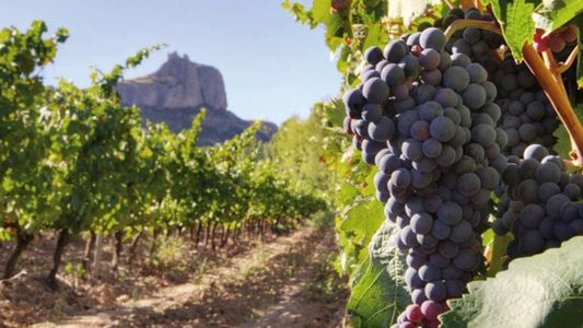 Startup mendocina introduce inteligencia artificial en viñedos