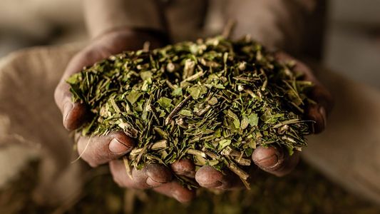 La Secretaría de Agricultura laudó un aumento del 50% en el precio de la yerba mate