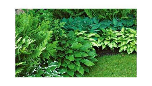 Plantas para sombra: especies y conservación