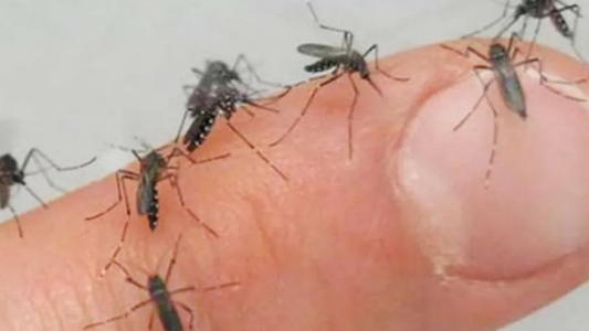 Mosquitos: alertan por una enfermedad que transmite el insecto que invadió Buenos Aires y La Plata