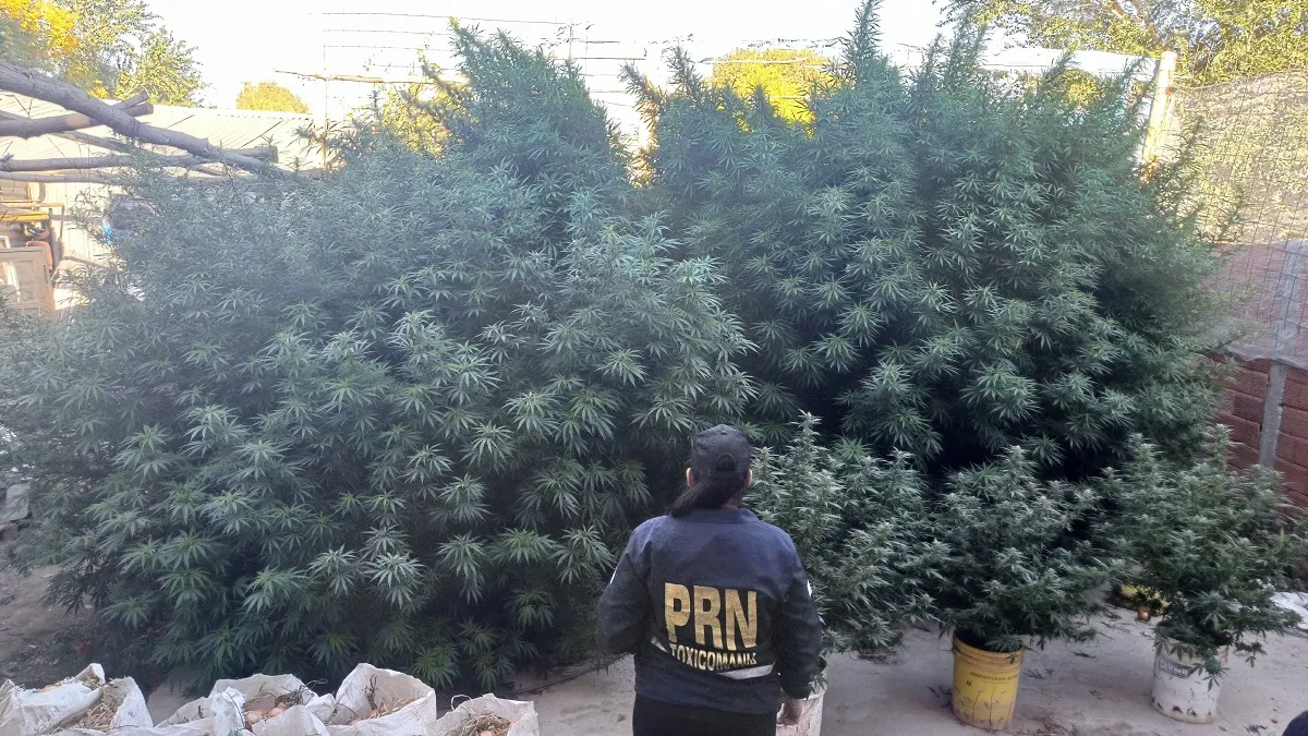 Crimen bajo el árbol: descubrió a su pareja con su amigo y lo mató