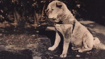 Hachiko, el perro más fiel del mundo: su emotiva historia a cien años de su nacimiento