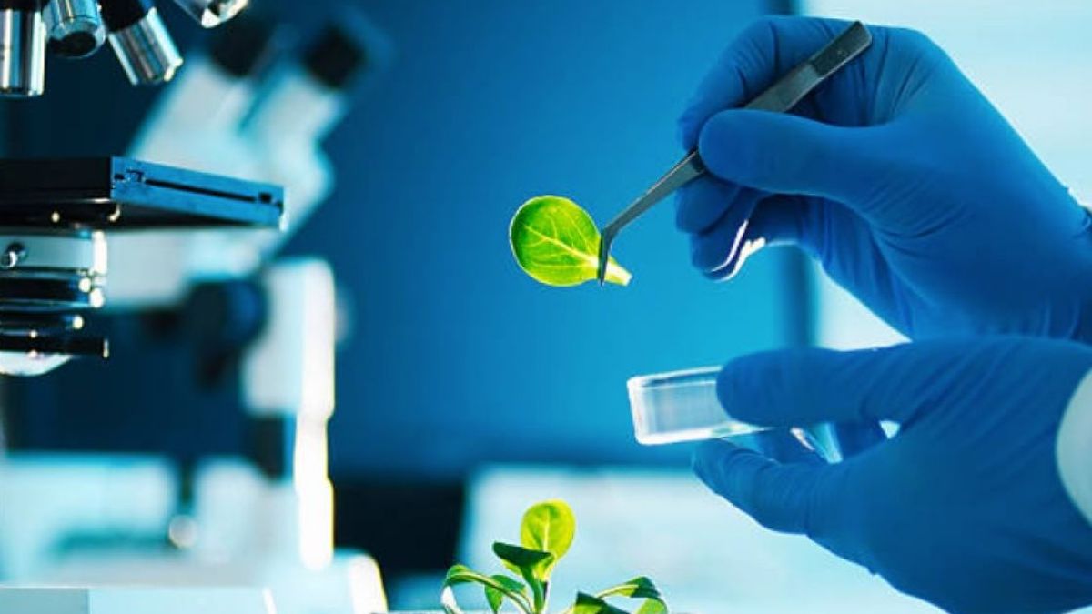 Los seleccionados por The Ganesha Lab tendrán acceso a través del Scale-Up Program a mentorías