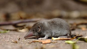 Alerta en China por el henipavirus, un agente patógeno de origen animal que infecta a humanos