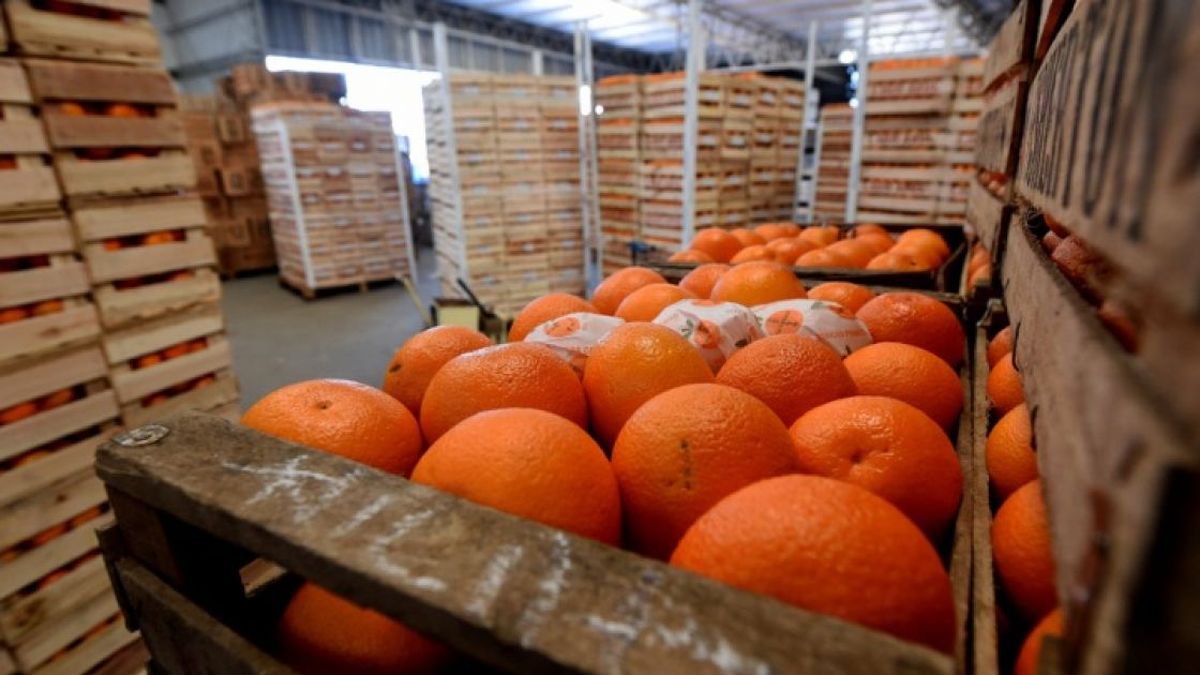 Argentina está habilitada para realizar envíos de prueba con 10 cargamentos de cítricos dulces al país asiático. (Foto: Archivo)