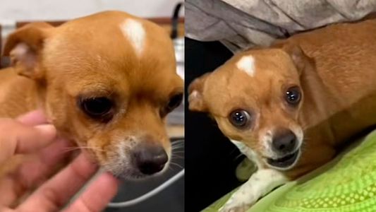 Pascual el perro traidor que conquista las redes: cariñoso o furioso, depende de un detalle muy especial