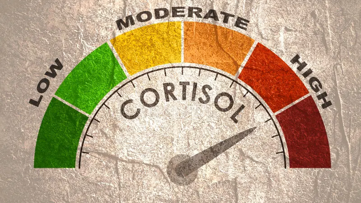 El cortisol es una hormona clave para la respuesta al estrés y el funcionamiento del cuerpo