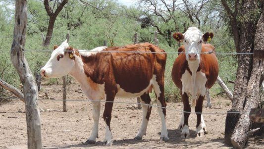 No avancen sobre el INTA: el pedido de la Mesa de Enlace al Congreso