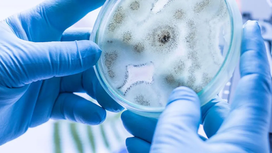 Candida auris | Se detectaron dos casos en Argentina: qué es y cómo actúa el súper hongo