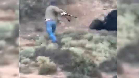 Impactante: se conoció el video del ataque del búfalo que mató a un cazador en Entre Ríos