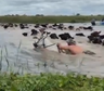 Alerta en el río Paraná: la desesperación de los ganaderos por las inundaciones en el Litoral