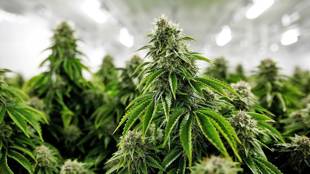 Entre Ríos aprobó el uso del cannabis medicinal.