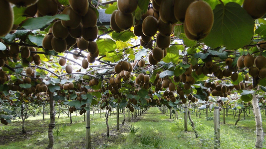 Oro verde: la fruta que produce más colágeno y ayuda a bajar de peso