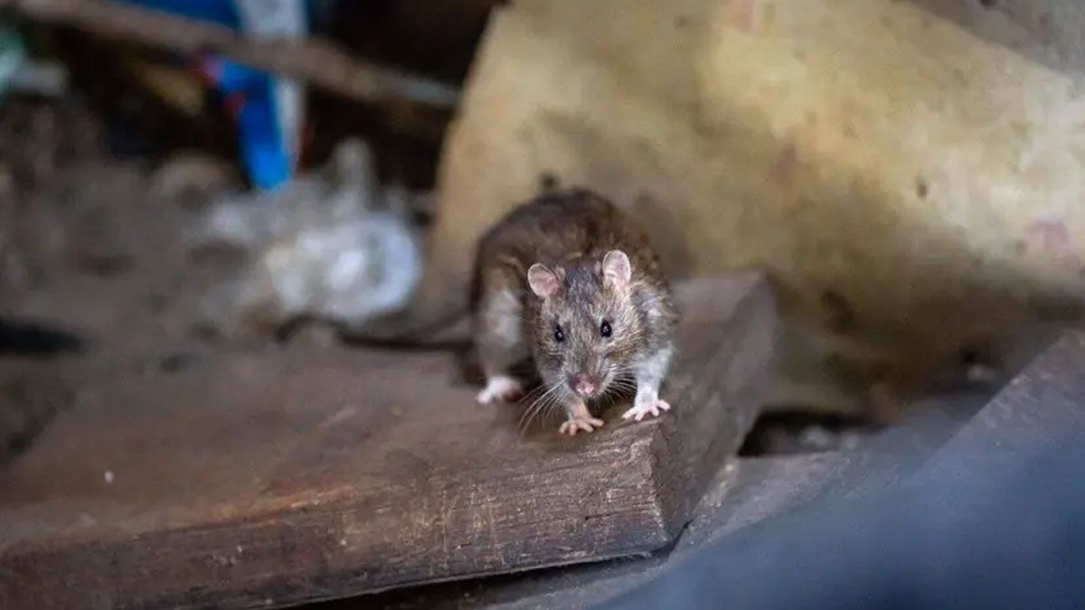 Rats Prowl The Streets And Subways Of New York Where They Can Find Plenty Of Food (Photo: Courtesy The New York Post)