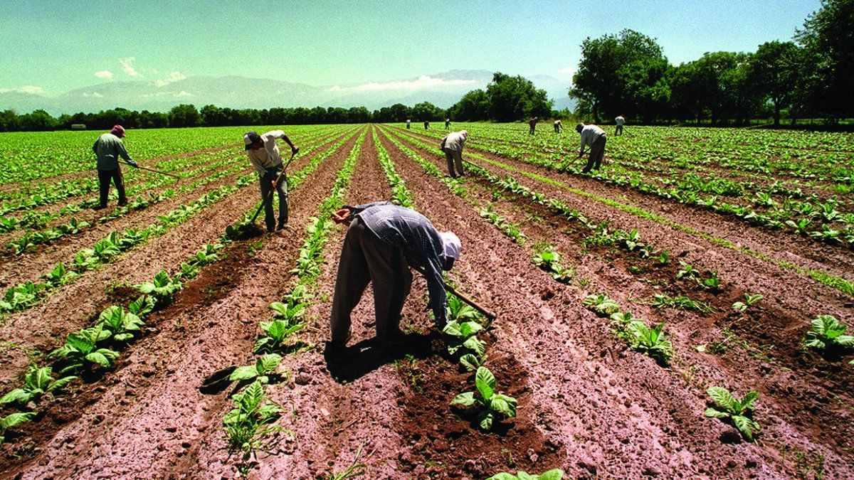 El Renatre otorgó un aumento del 48% para el seguro de desempleo de los trabajadores rurales.&nbsp;