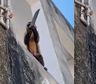 Chico el mono capuchino que, armado con una faca, causó temor en el norte de Brasil