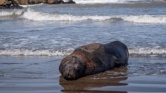 Avanza la gripe aviar en Argentina: crece la preocupación de Senasa por las muertes de lobos marinos