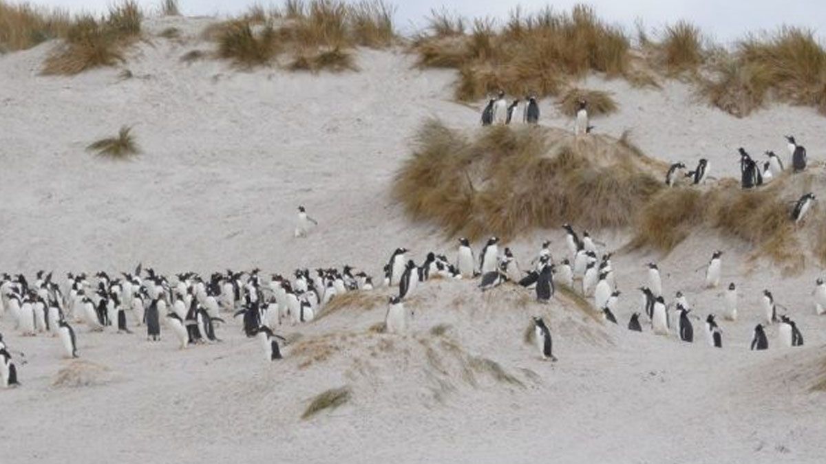 Otro atractivo turístico: las pingüineras. (Foto: Gentileza Penguin News)