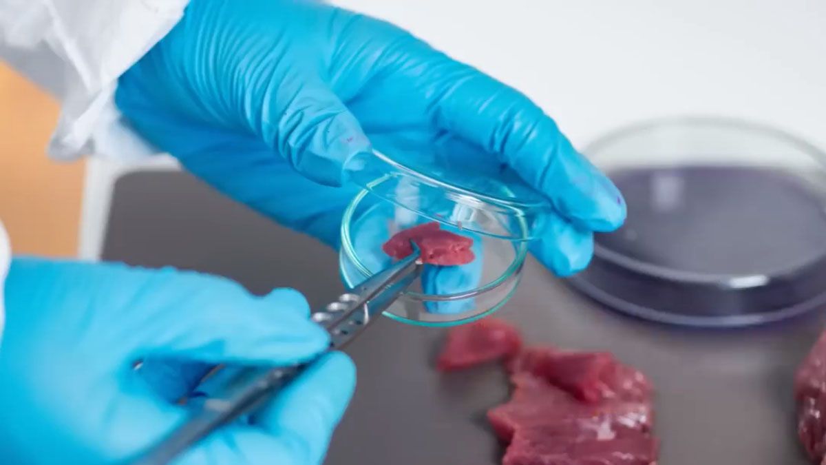 El consumo de carne contaminada de los ciervos puede ser un elemento de contagio al ser humano. (Foto: Captura de TV)