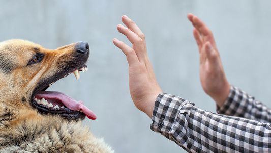Un nene de 2 años fue atacado por su perro y se encuentra en estado crítico