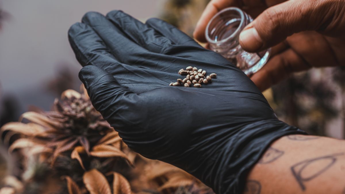 Peche además es productor del germoplasma nacional registrado en el INASE. (Foto: Pablo Agullo Estudio Melo).