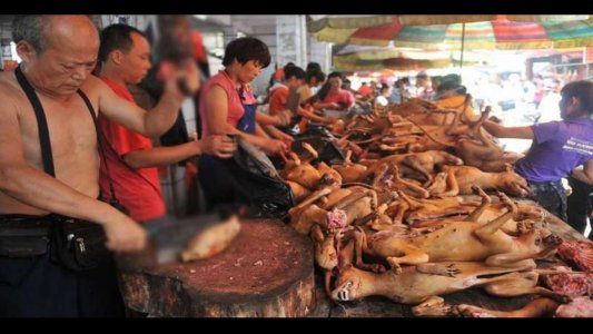En plena pandemia, empezó en China el festival de carne de perro