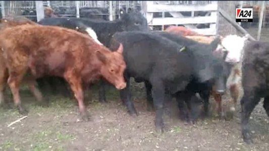 Un video capturó cuando un rayo mató a 13 terneros en Tapalqué