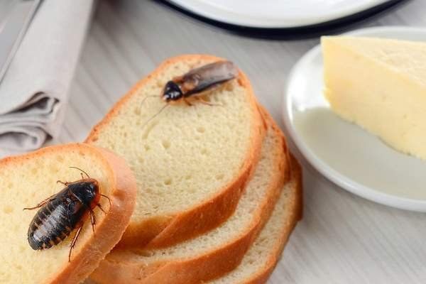 Te enseñamos cómo combatir las cucarachas fácilmente