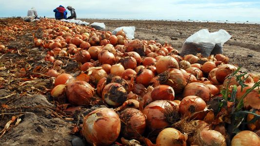 La cebolla en crisis: radiografía de un cultivo que tiene en vilo a los productores y amenaza el consumo