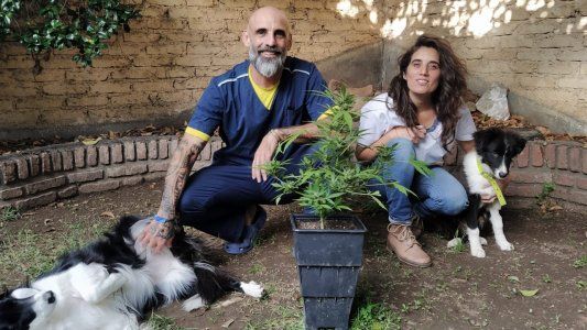 Día del animal: historias de usuarios que piden que se legalice el cannabis medicinal para sus mascotas