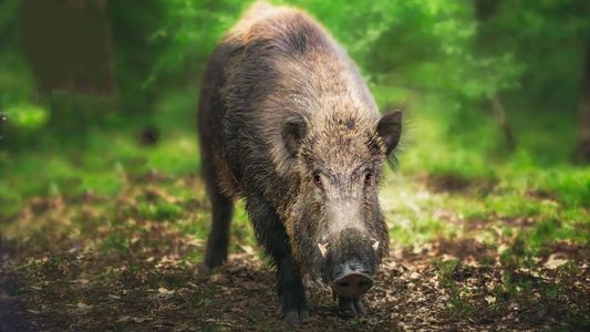 Qué es la paradoja del jabalí que causa alarma y temor en Alemania