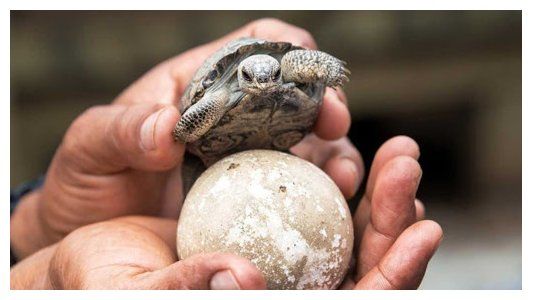 Recuperan 185 tortugas bebé que traficaban en valijas desde las Islas Galápagos