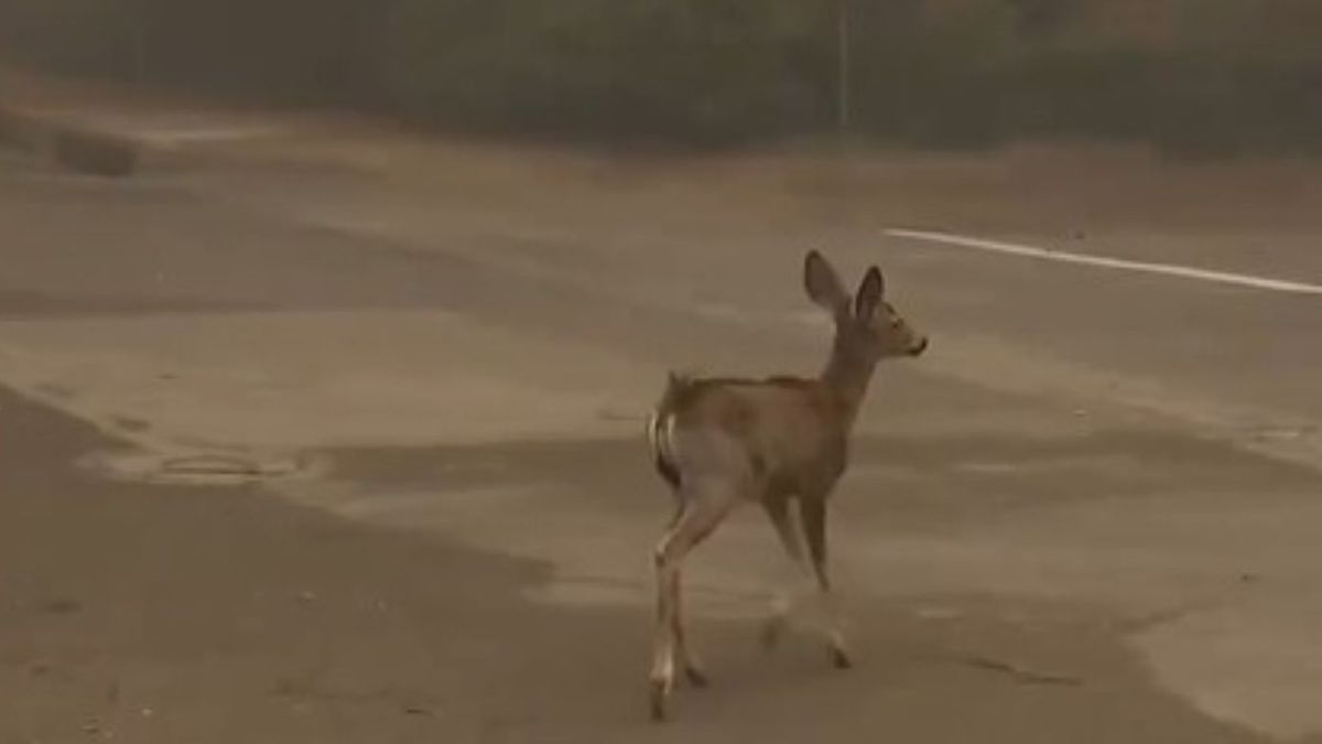 Estremecedor video de un Bambi desesperado escapando de las llamas en Los Ángeles. (Foto: captura de video)