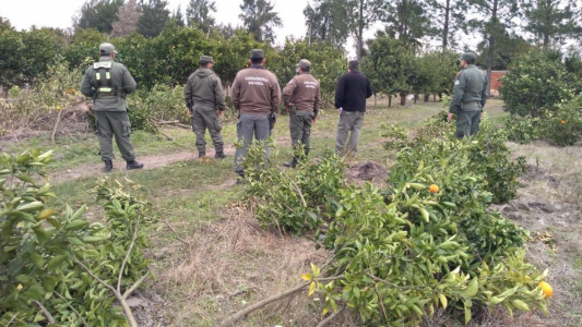Corrientes: eliminan 9000 plantas cítricas para prevenir el HLB