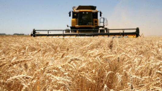 La cosecha de trigo ya alcanza el 80% de la superficie total sembrada a nivel nacional