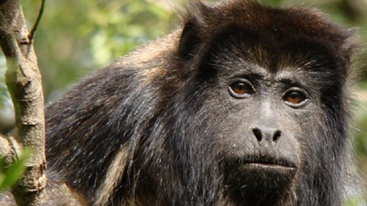 Detuvieron a un hombre que mató a un mono carayá y lo exhibió en sus redes sociales. (Foto: archivo)