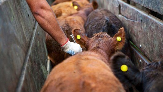 Preocupación y sorpresa en el Senasa por la decisión de Brasil de dejar de vacunar contra la fiebre aftosa
