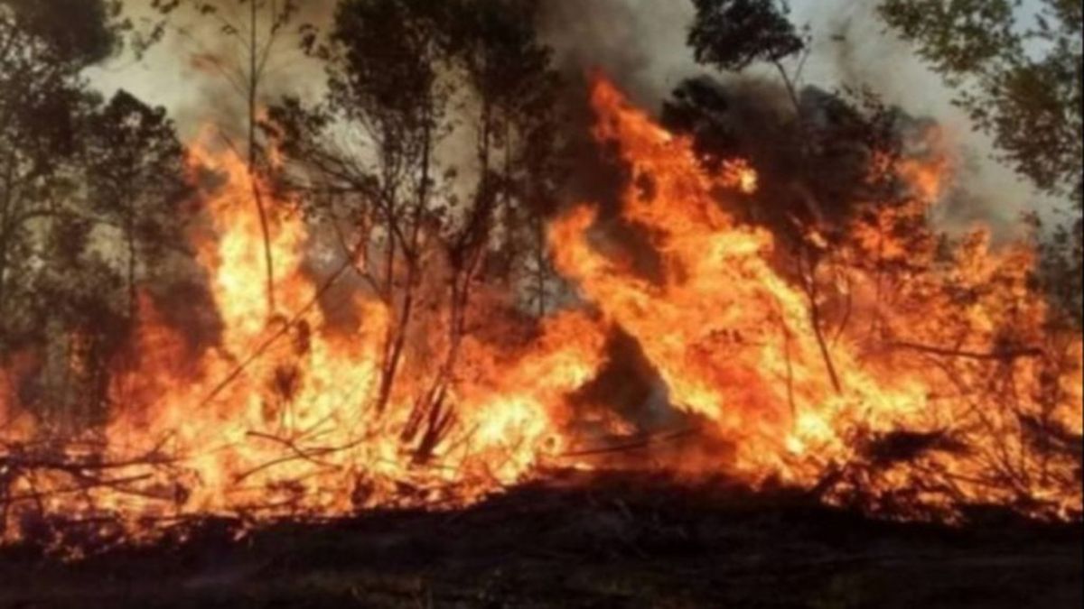 Incendios forestales: ya se quemó el 9% del territorio correntino (Foto: Telam).
