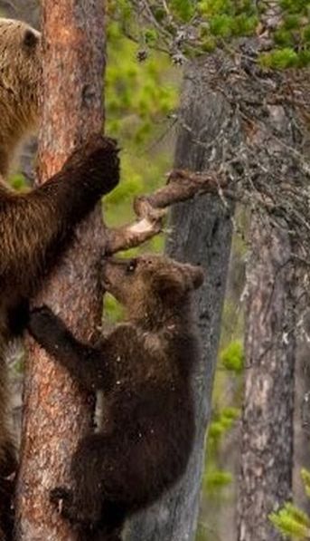 Inesperado: un oso interrumpió el set en vivo que un DJ hacía desde su casa