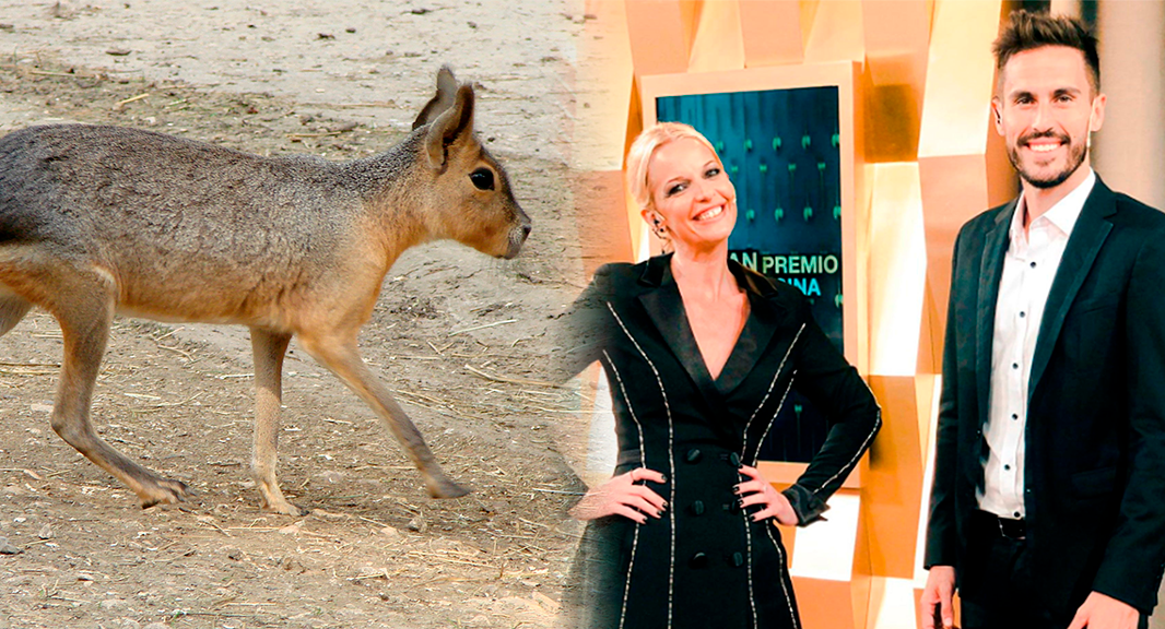 Fauna Silvestre denunciará al programa de Carina Zampini por cocinar una Mara Patagónica