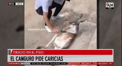 Virales: un canguro mimoso, un bebé relajado y un sapo en el spa