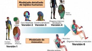 Toyota ofrece acceso gratuito a su software de dummies virtuales (THUMS)