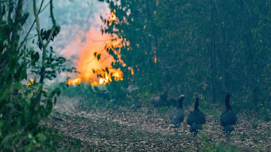 Incendios en Corrientes: desastre ambiental, animales muertos y las advertencias que no se escucharon