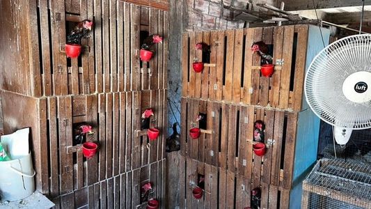 Drogas, gallos de riña y un ring: allanaron un búnker del Barrio 20 de Villa Lugano